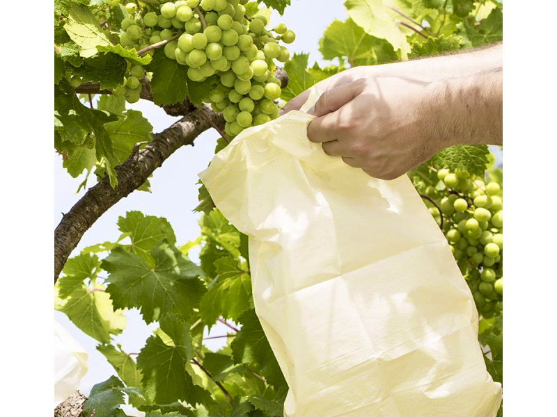 BOLSA PROTECCION PARA FRUTA 20 X 31 CM (10 UNIDADES)